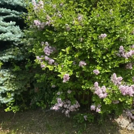 Cozy Garden Near Krakow - Free Parking *